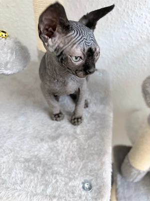Zwei bezaubernde Sphynx-Kitten suchen ein liebevolles Zuhause