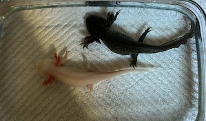 2 x Axolotl zu verschenken Berlin Wilmersdorf 