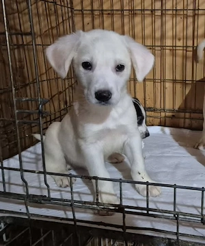 Welpenrüde 273766 sucht seine Menschen