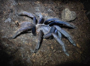 0.1 Chilobrachys spec blue Vietnam subadult