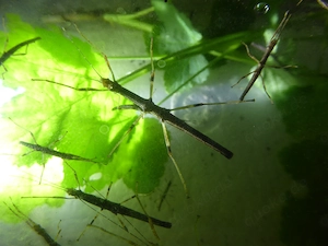 Stabschrecken Nuichua rabaeyae Vietnam Phasmiden Insekten 30x