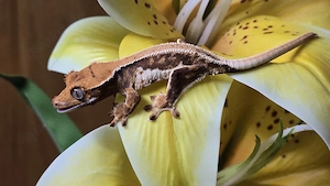 Kronengecko Tangerine Lilly white 0.0.1