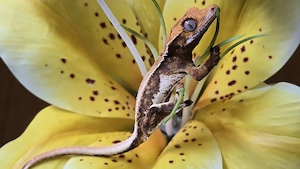 Kronengecko Tangerine Lilly white 0.0.1