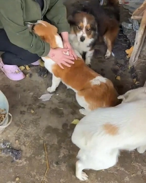 Verschmuster Benno(1 Jahr,30 cm,10 kg) sucht Kuschelflat 