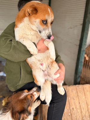 Verschmuster Benno(1 Jahr,30 cm,10 kg) sucht Kuschelflat 