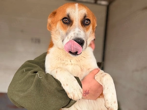 Verschmuster Benno(1 Jahr,30 cm,10 kg) sucht Kuschelflat 