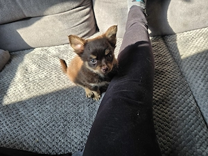 Chihuahua-Mix Mädchen 