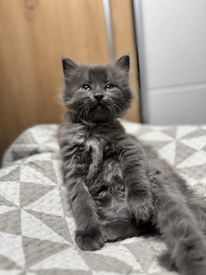 Liebevolle Katze sucht ein neues Zuhause