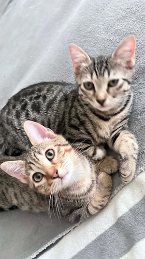 Unzertrennliche Brüder suchen Zuhause    (5 Monate, sehr lieb)