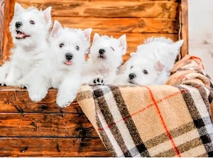 Zuckersüße Westie Welpen,West Highland White Terrier Welpen 