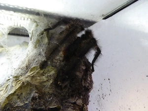 1.0 Psalmopoeus victori adult RH12 25