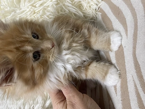 Maine Coon Kätzchen