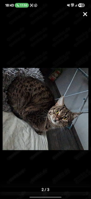 liebevolles zuhause für Kater gesuchte 