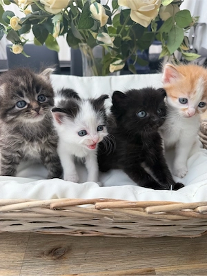 süsse Bkh -Persermix 