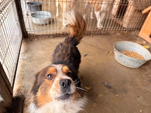 Anhänglicher Seddi(35 cm,10 kg, 4 J) sucht liebevolle Familie 