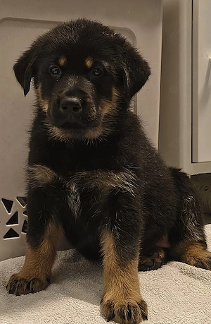 Schäferhund Mischling Welpen Bild 2