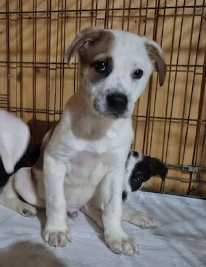 Welpenrüde 273767 sucht sein eigenes Körbchen