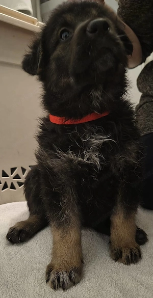 Schäferhund Mischling Welpen Bild 4