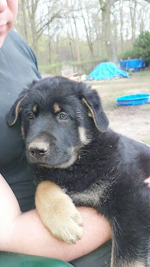 Schäferhund Mischling Welpen Bild 7