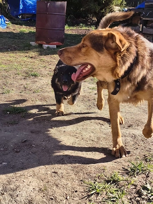 Schäferhund Mischling Welpen Bild 5