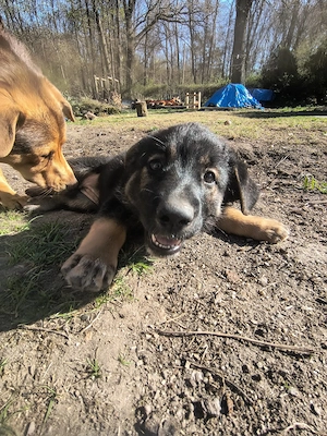 Schäferhund Mischling Welpen Bild 10