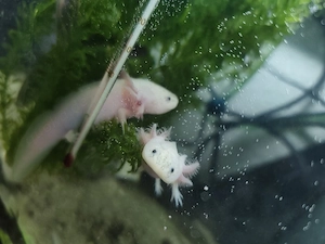 Axolotl Jungtiere