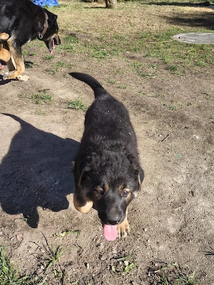 Schäferhund Mischling Welpen Bild 9