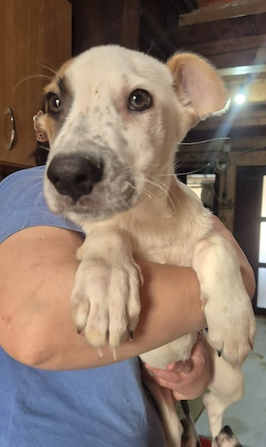 Welpenrüde 273767 sucht sein eigenes Körbchen Bild 2