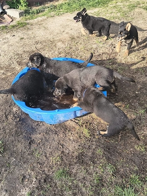 Schäferhund Mischling Welpen Bild 6