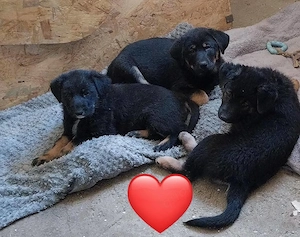 Schäferhund Mischling Welpen Bild 8