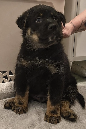 Schäferhund Mischling Welpen Bild 3