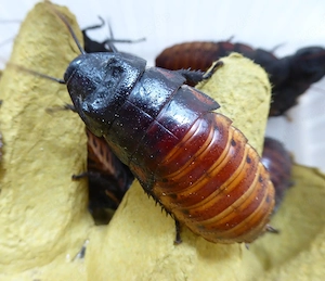 Schaben Fauchschaben Futterschaben Gromphadorhina Madagaskarfauchschabe 75x