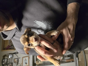 Chihuahua-Mix Mädchen 