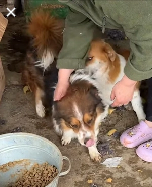Anhänglicher Seddi(35 cm,10 kg, 4 J) sucht liebevolle Familie 