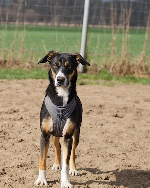 Cookie eine zauberhafte Familienhündin 