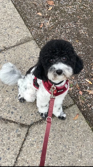 Harlekin - Zwergpudelwelpen zu verkaufen