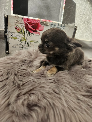 Chihuahua Welpen Mini Hündin 