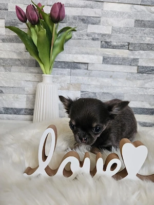 Chihuahua Welpe Mini blue tan tricolor  Bild 3