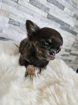 Chihuahua Welpe Mini blue tan tricolor  Bild 4