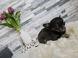 Chihuahua Welpe Mini blue tan tricolor  Bild 2