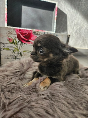 Chihuahua Welpe Mini blue tan tricolor  Bild 1
