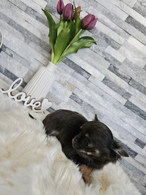 Chihuahua Welpe Mini blue tan tricolor  Bild 5