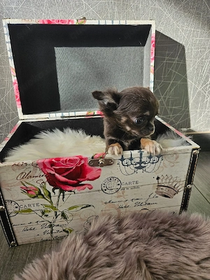 Chihuahua Welpe Mini blue tan tricolor  Bild 8