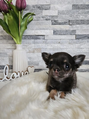 Chihuahua Welpe Mini blue tan tricolor  Bild 6