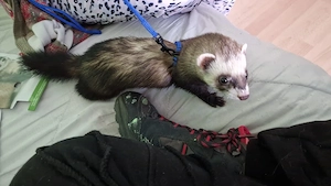 ich verkaufe Hier mein Frettchen