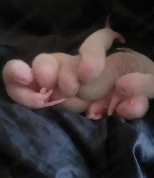 Kleine Frettchen Babys