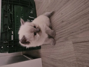 Zuckersüße Bkh Kitten 