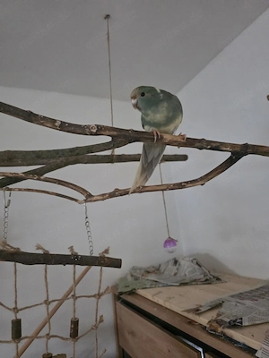 Ziegensittiche 0.2 abzugeben 