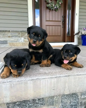 Superniedliche und gesunde Rottweilerwelpen