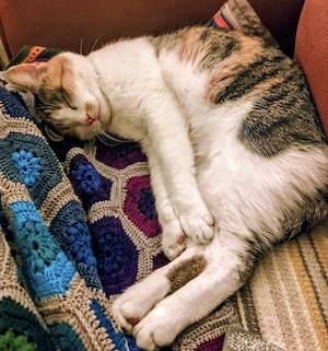 SUCHE weibliches Katzenbaby